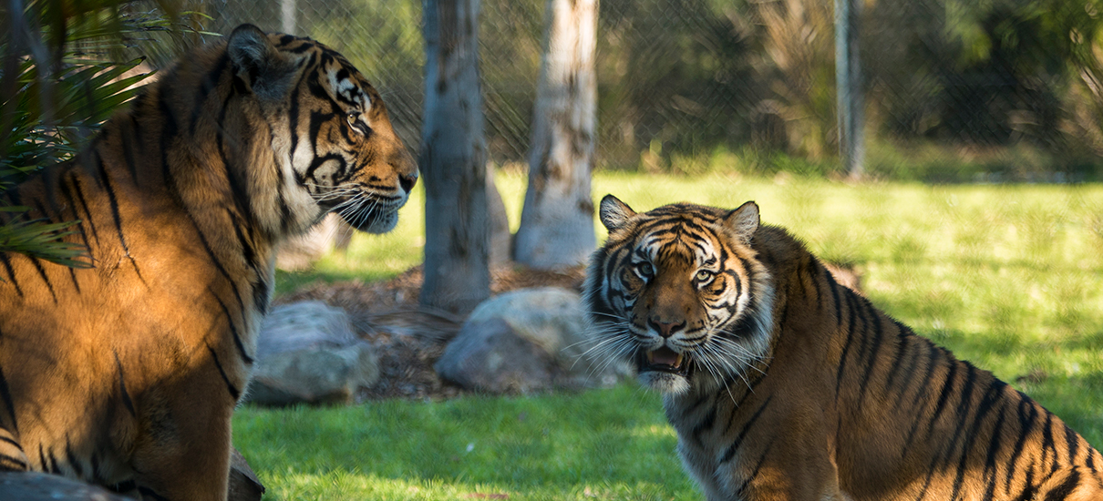 Tigers Cinta and Jalur